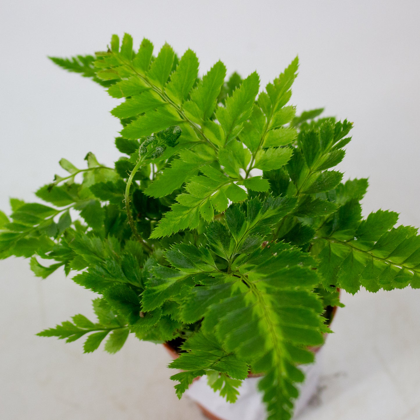 Rumohra Adiantiformis 'Variegata' 5.5cm H8cm