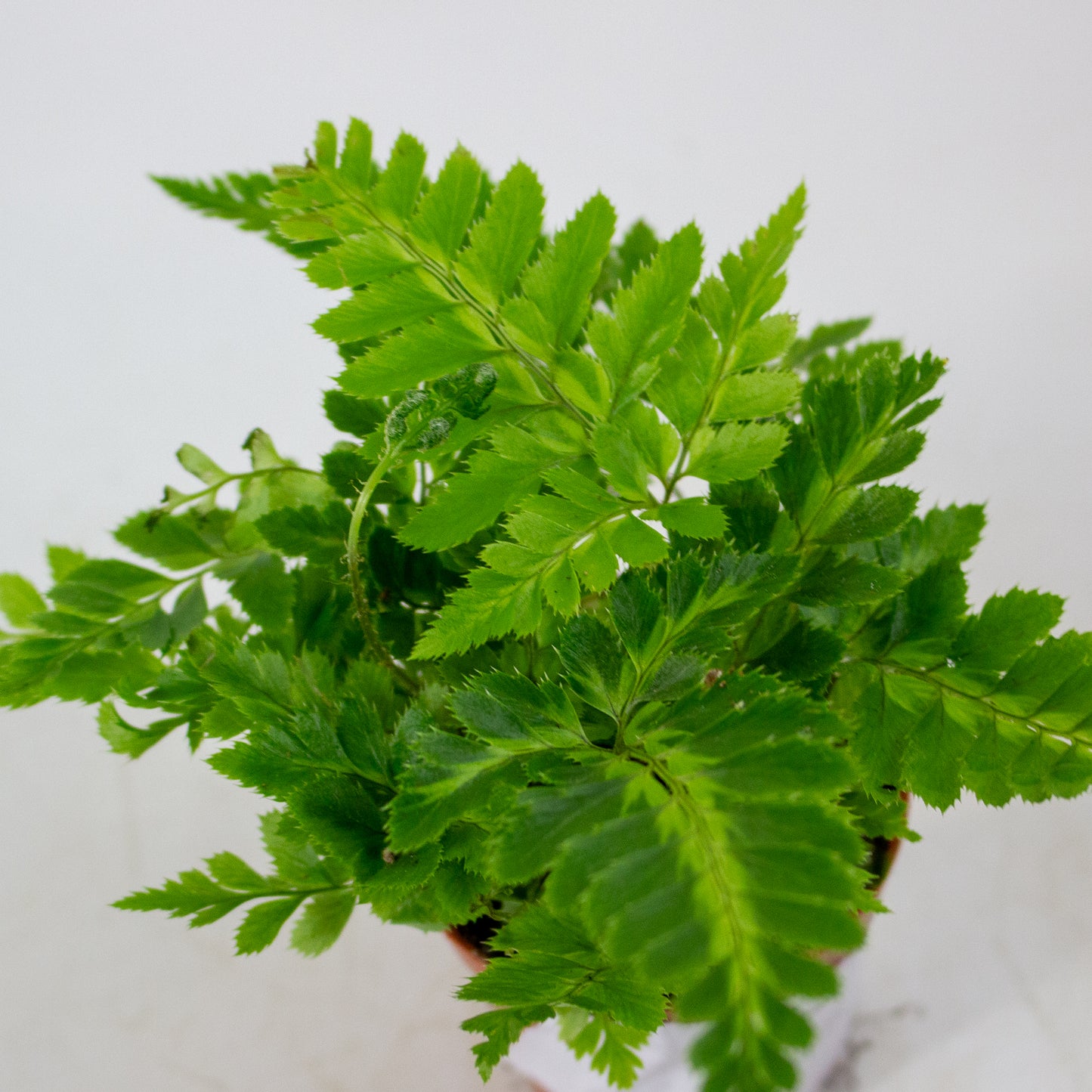 Rumohra Adiantiformis 'Variegata' 5.5cm H8cm