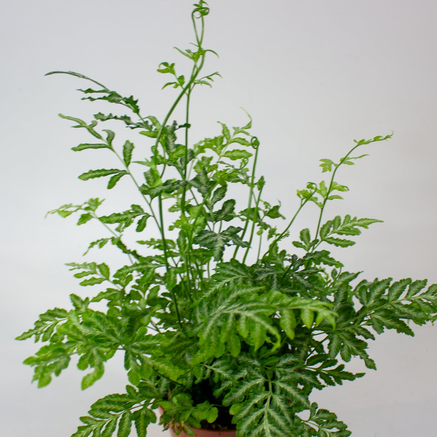 Pteris Ensiformis 'Evergemiensis' 12cm H35cm
