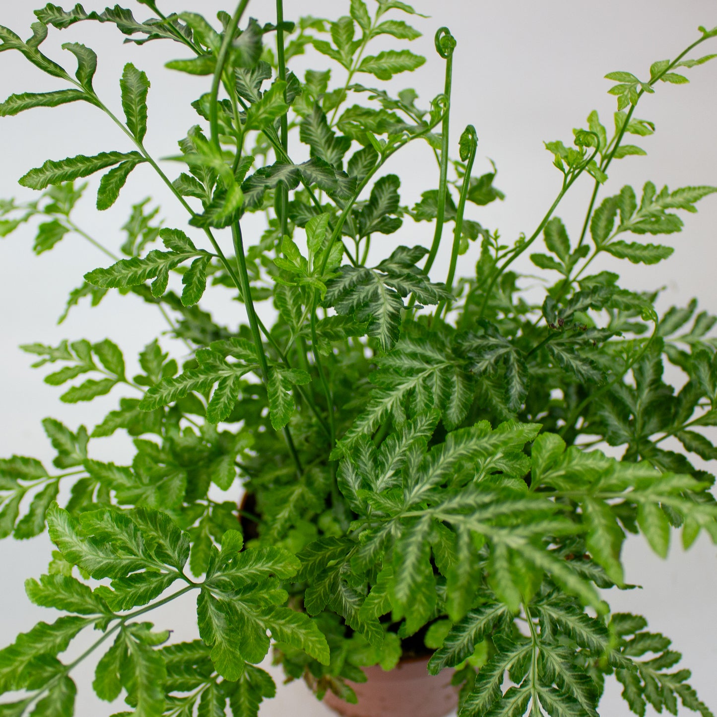 Pteris Ensiformis 'Evergemiensis' 12cm H35cm