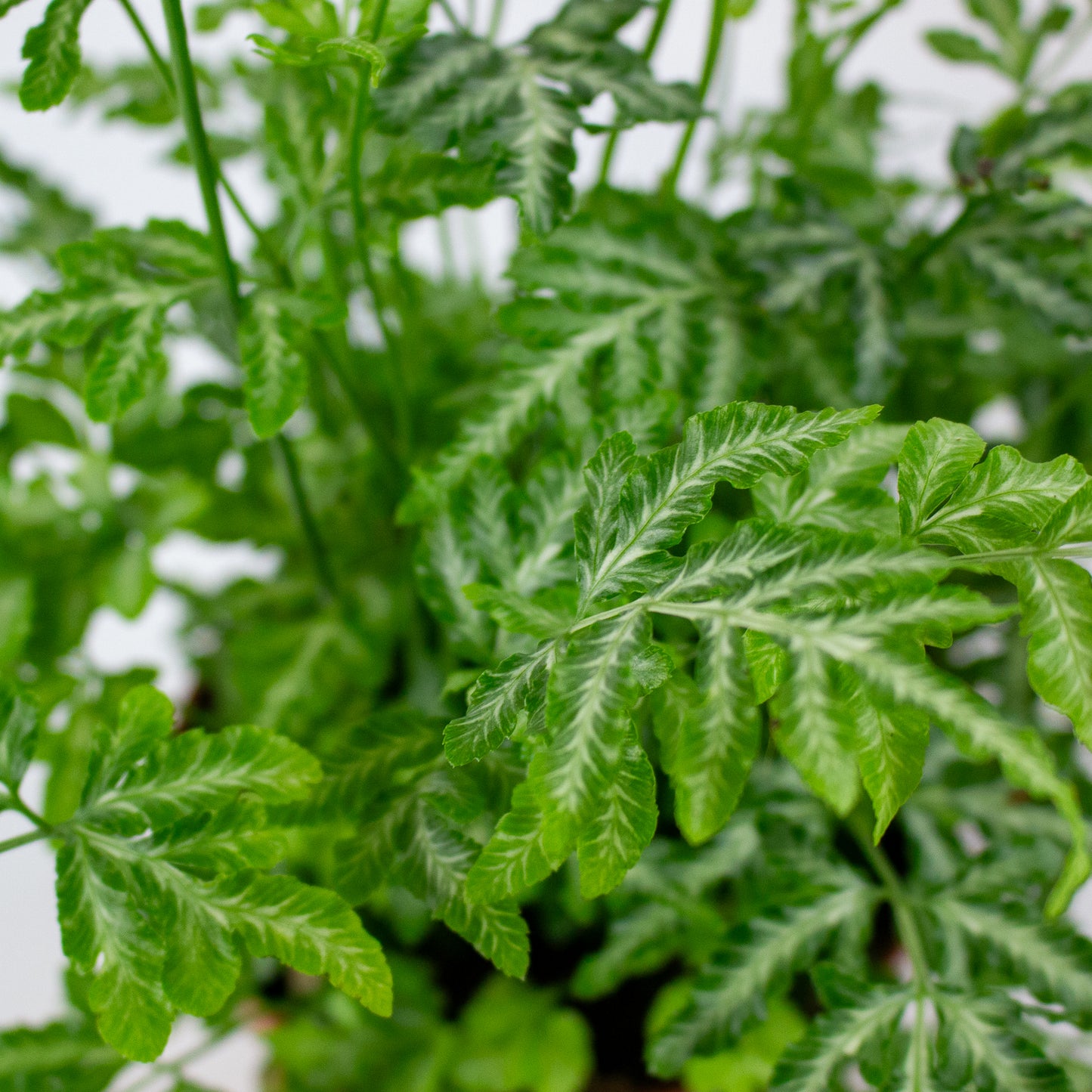 Pteris Ensiformis 'Evergemiensis' 12cm H35cm