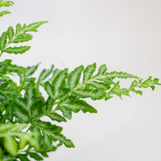 Pteris Ensiformis 'Evergemiensis 1