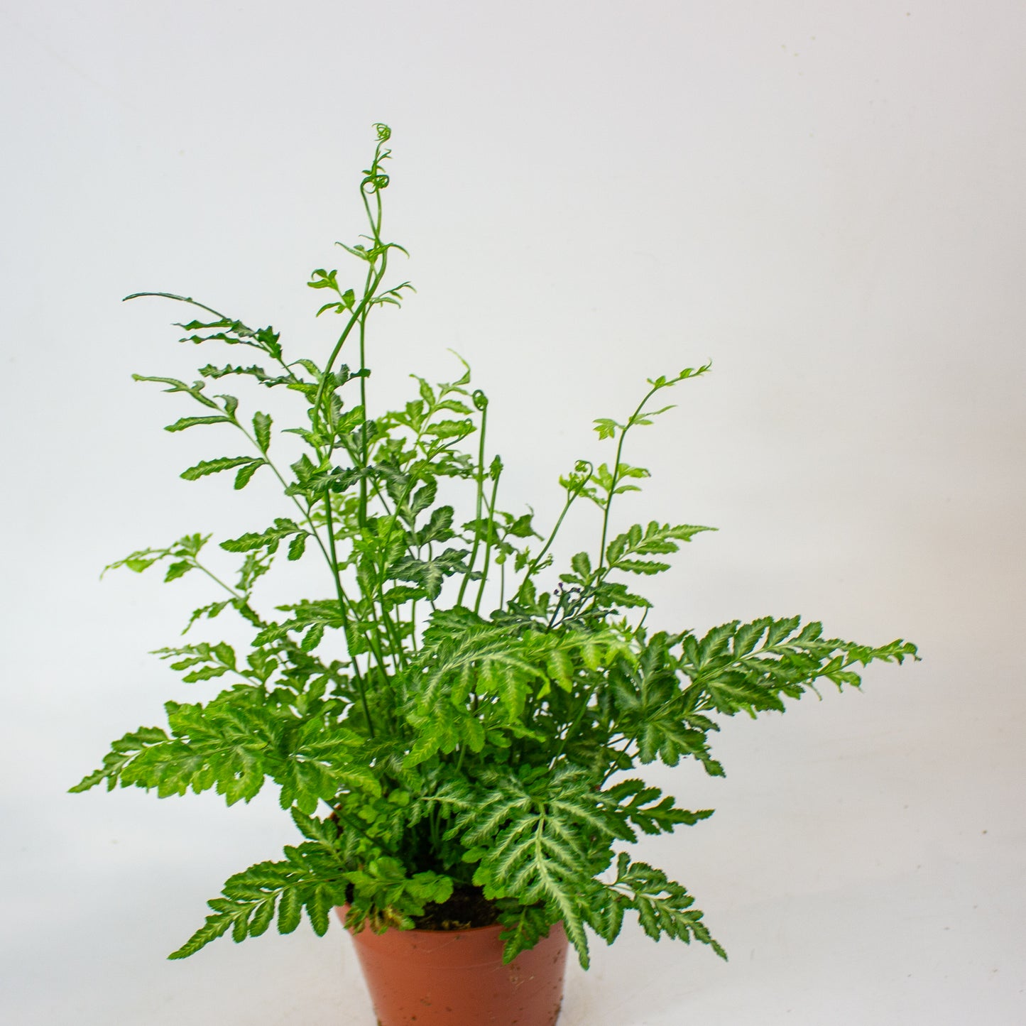 Pteris Ensiformis 'Evergemiensis' 12cm H35cm