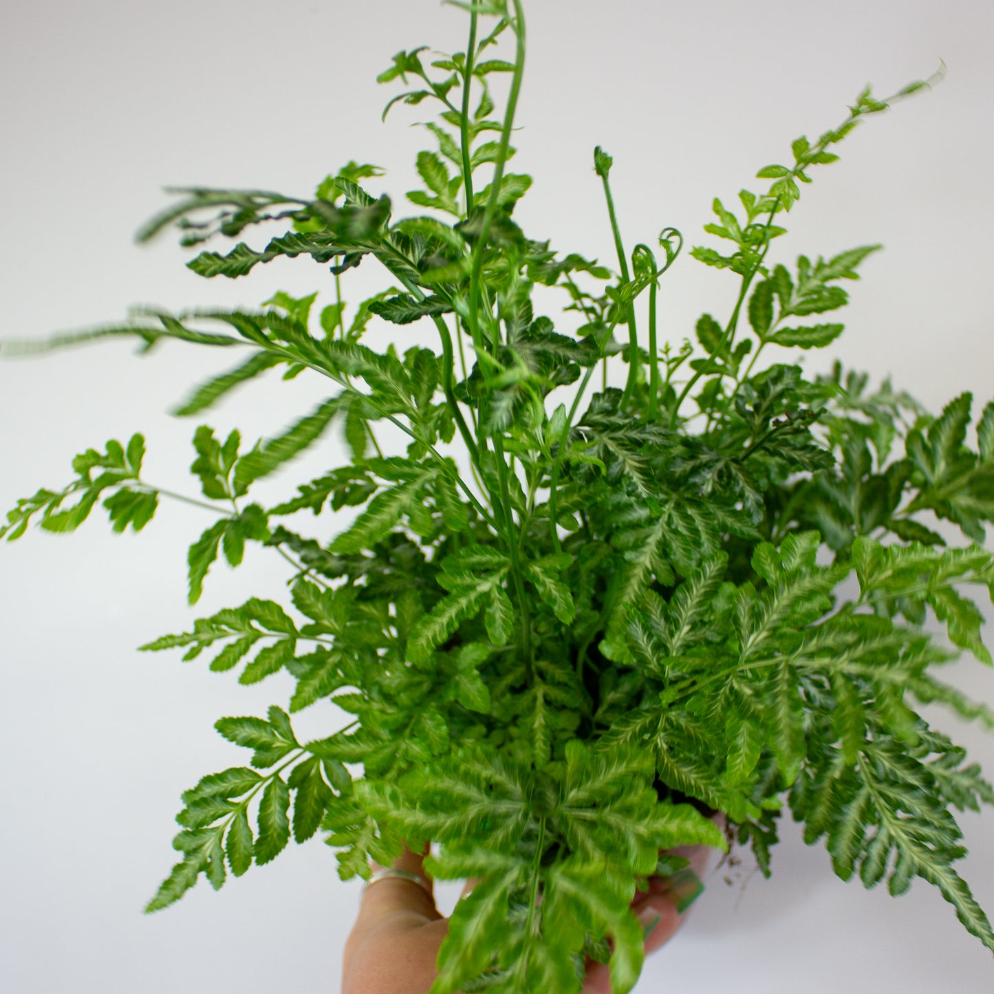 Pteris Ensiformis 'Evergemiensis' 12cm H35cm