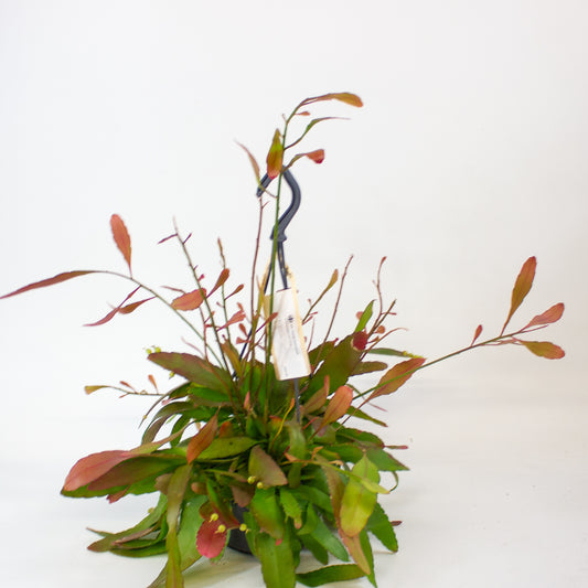 Rhipsalis 'Red Coral' 1