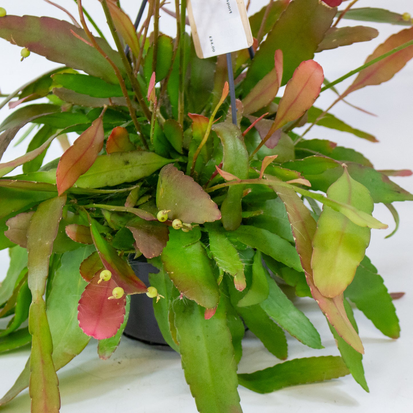 Rhipsalis red coral 14cm H30cm