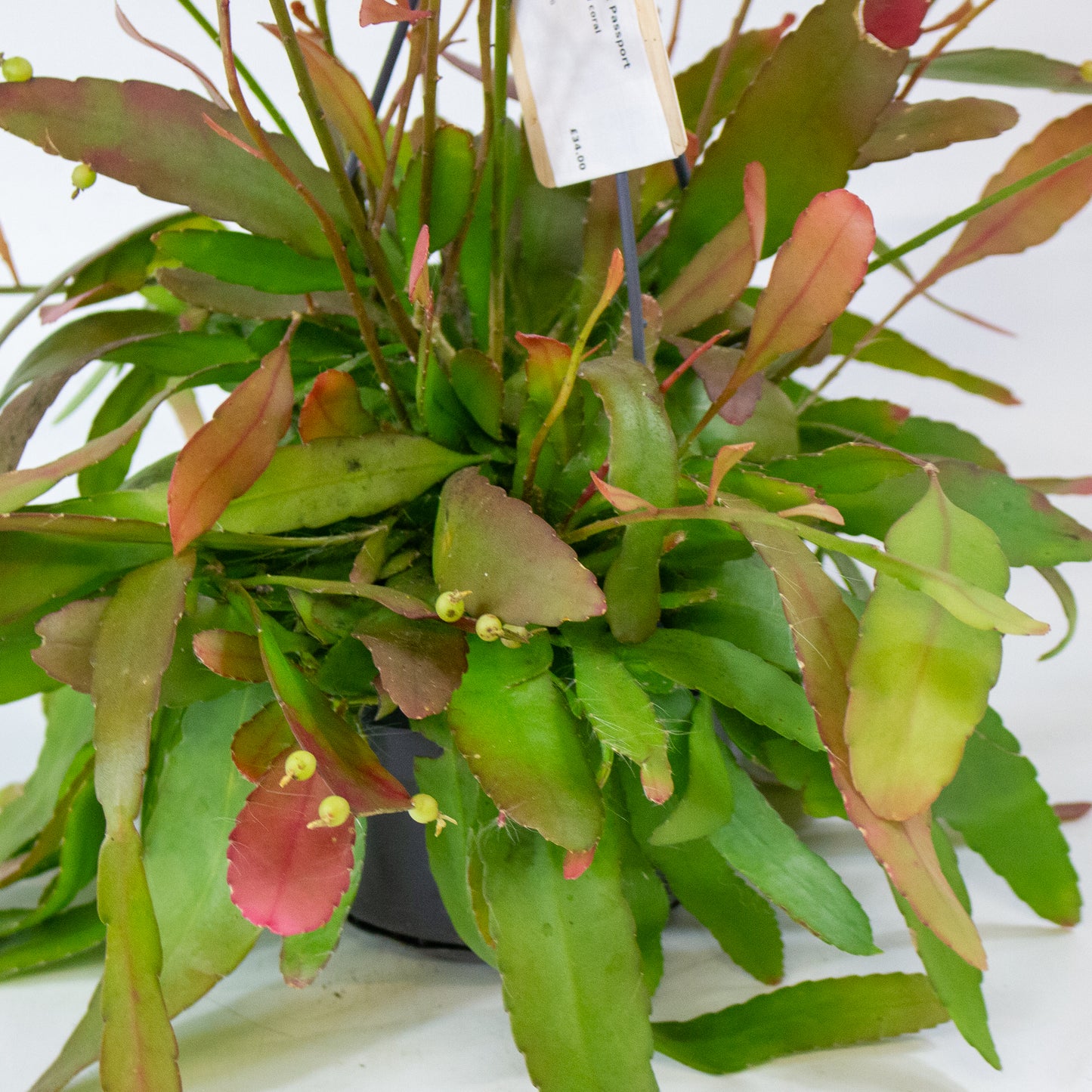 Rhipsalis red coral 14cm H30cm