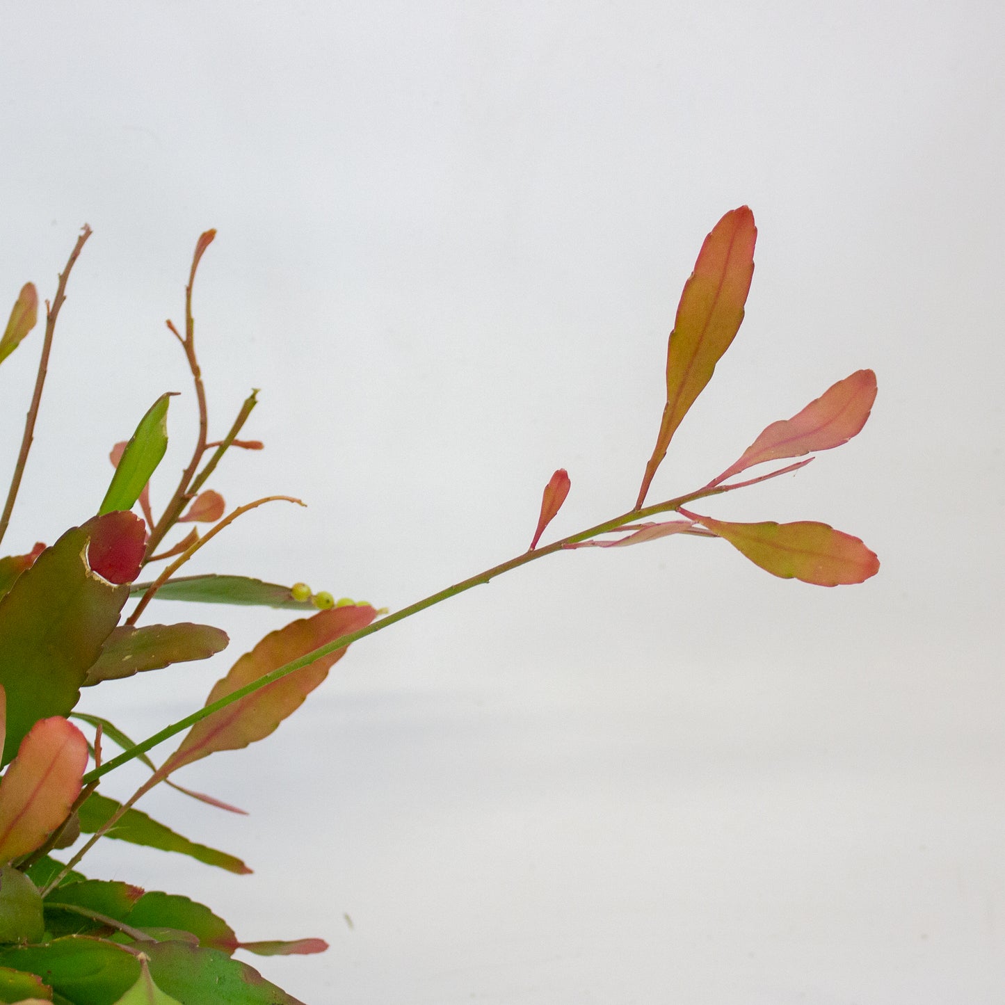 Rhipsalis red coral 14cm H30cm