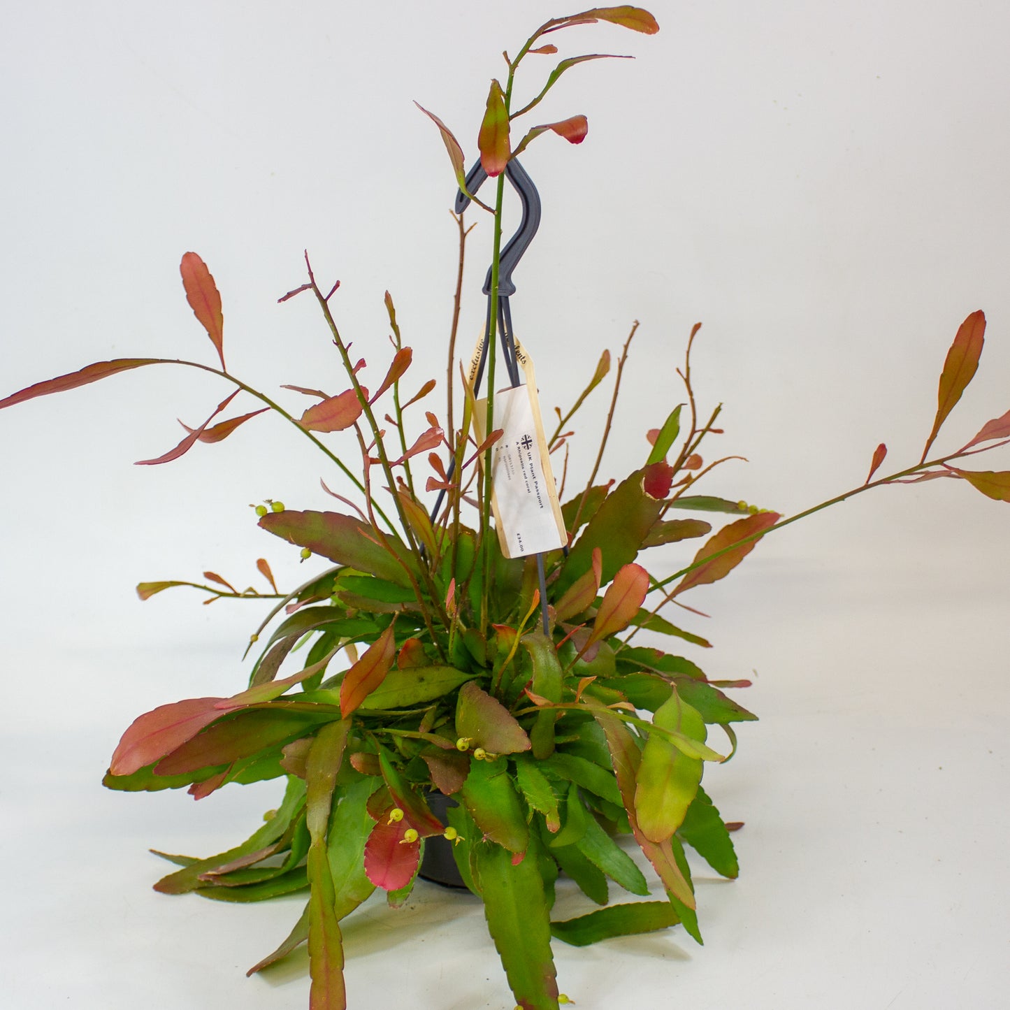 Rhipsalis red coral 14cm H30cm