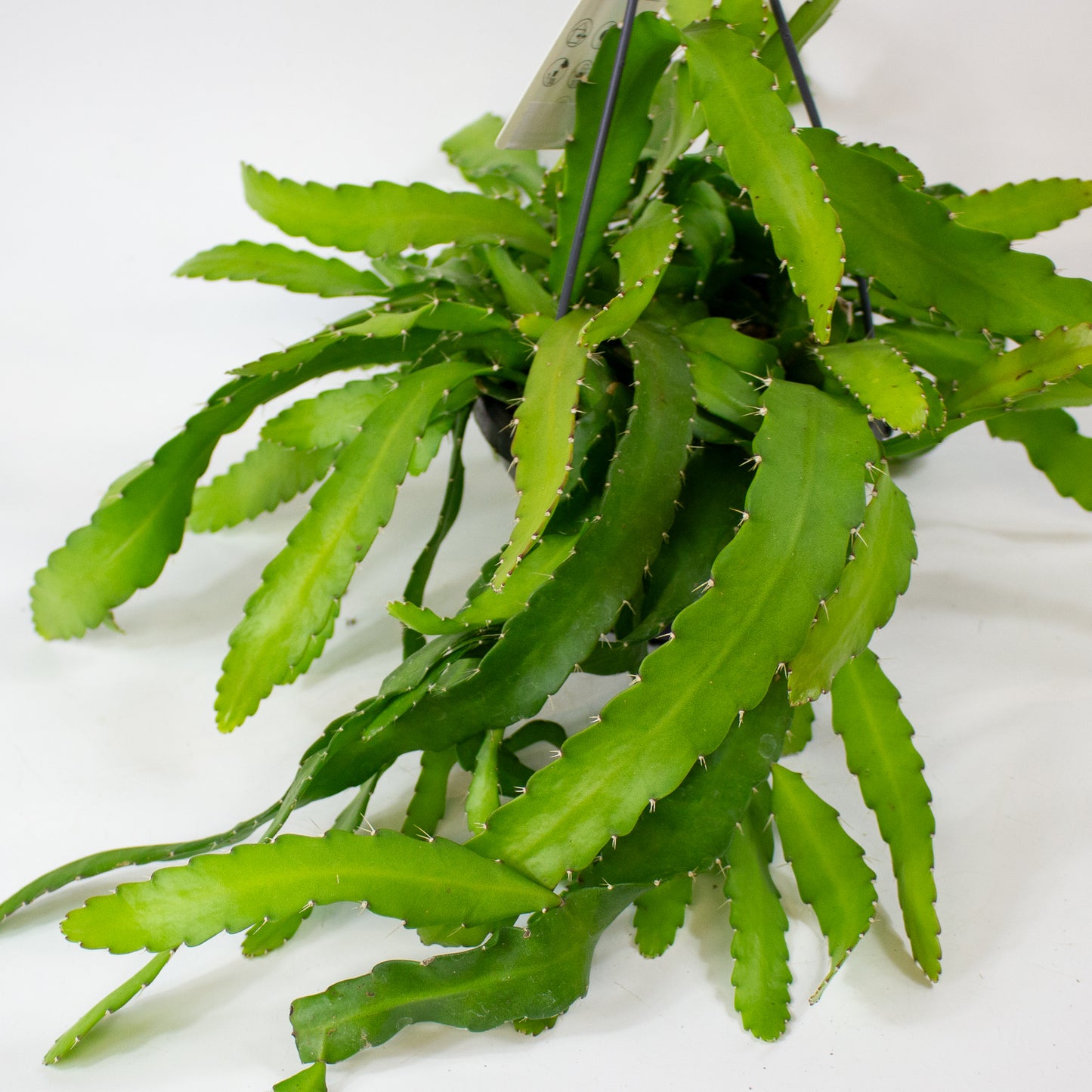 Rhipsalis monacantha 14cm H30cm