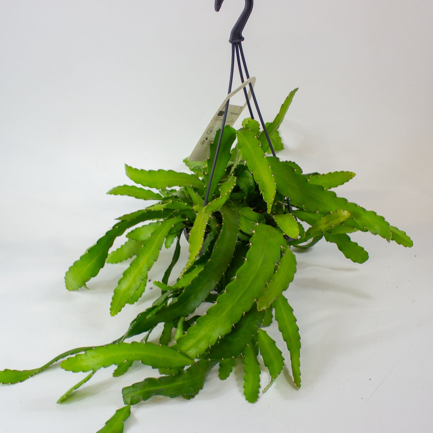 Rhipsalis monacantha 14cm H30cm