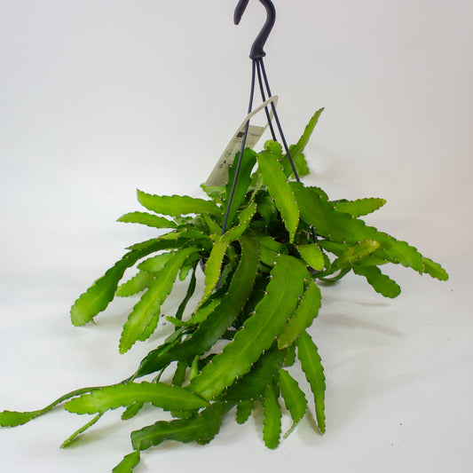 Rhipsalis 'Monacantha' 1