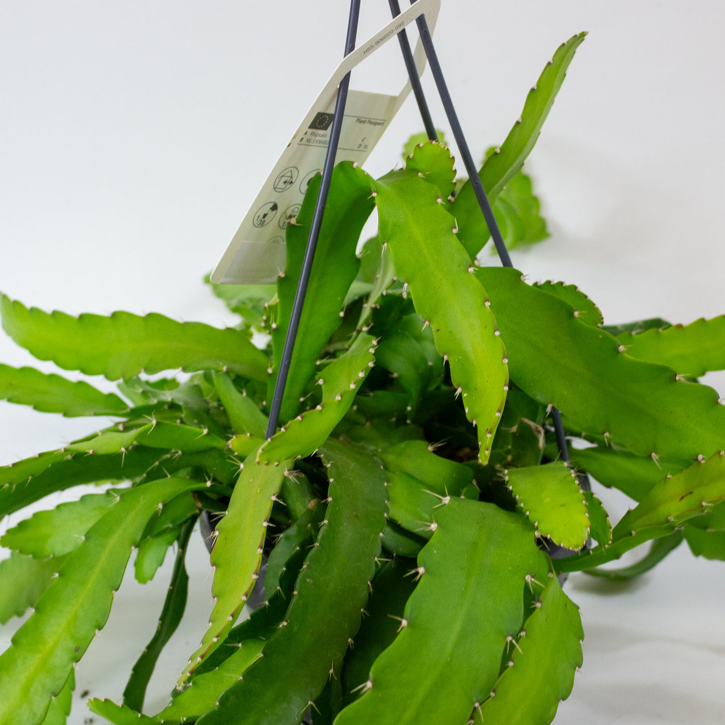 Rhipsalis monacantha 14cm H30cm