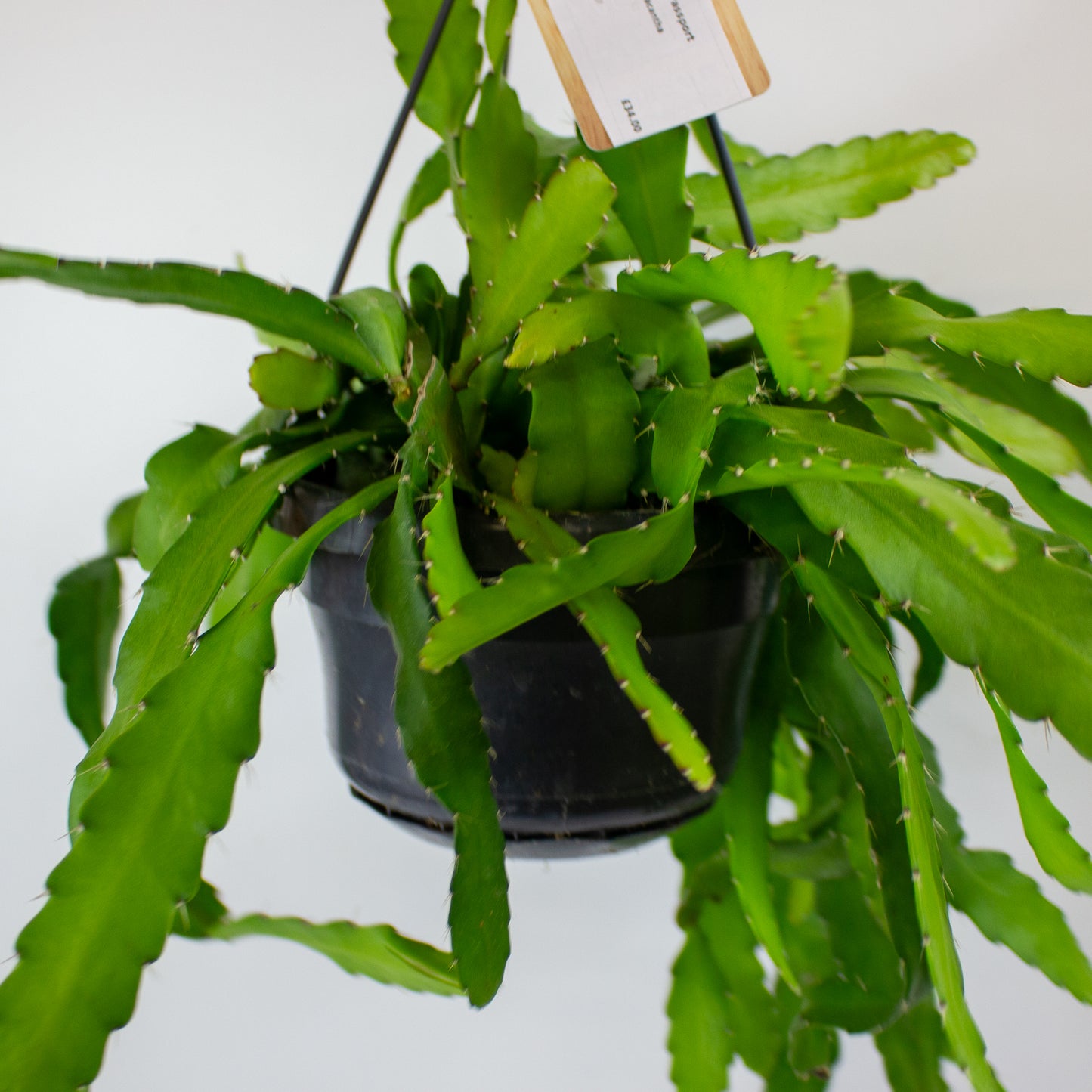 Rhipsalis monacantha 14cm H30cm