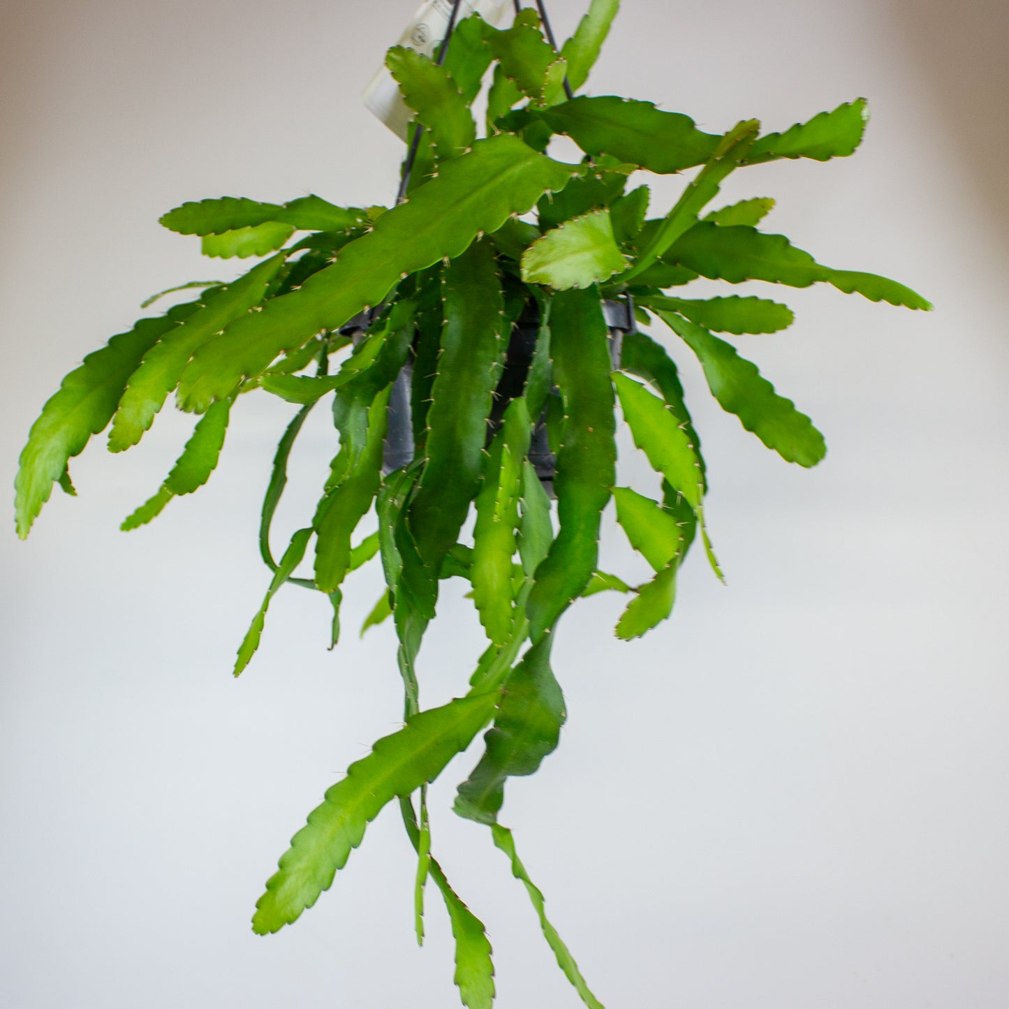Rhipsalis monacantha 14cm H30cm