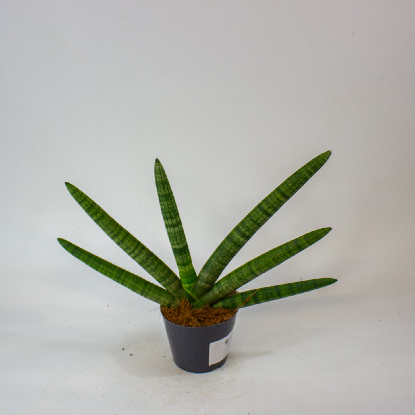 Sansevieria Skyline 10.5cm H25cm