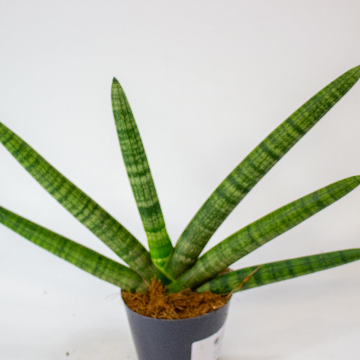 Sansevieria Skyline 10.5cm H25cm