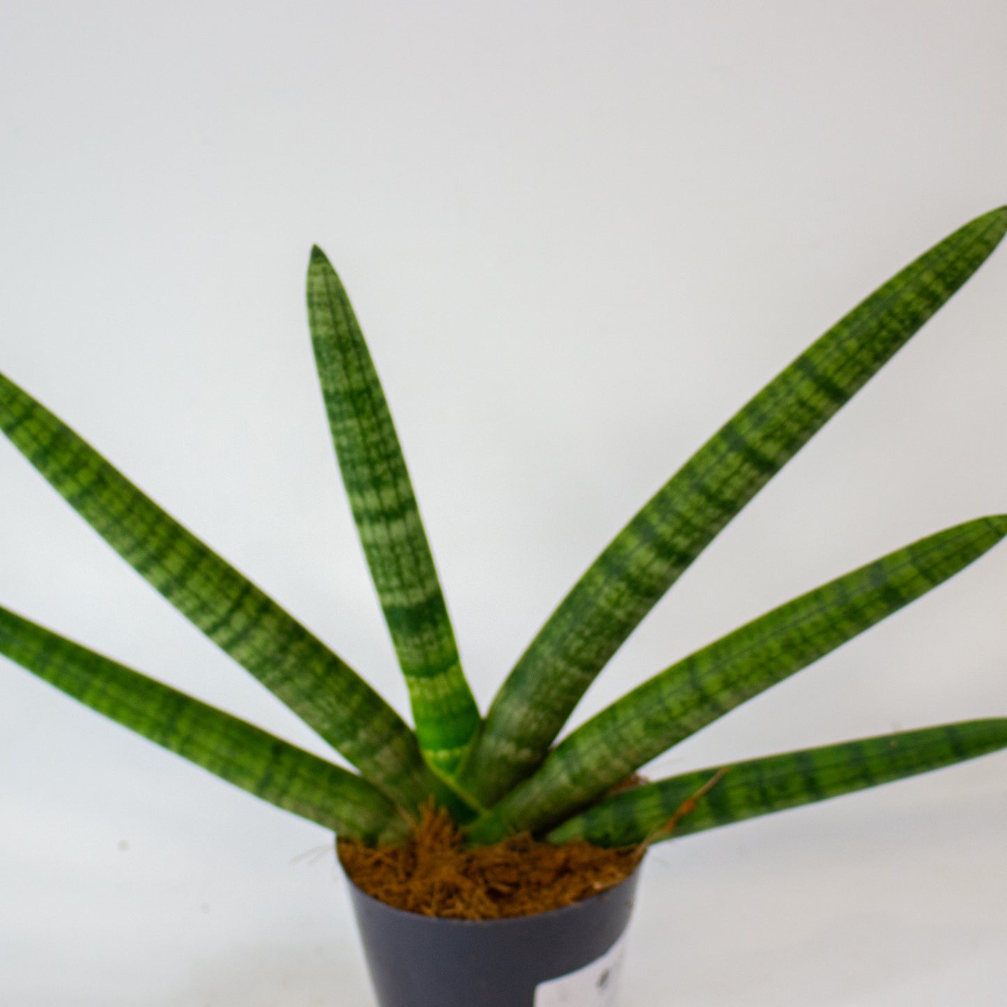 Sansevieria Skyline 10.5cm H25cm