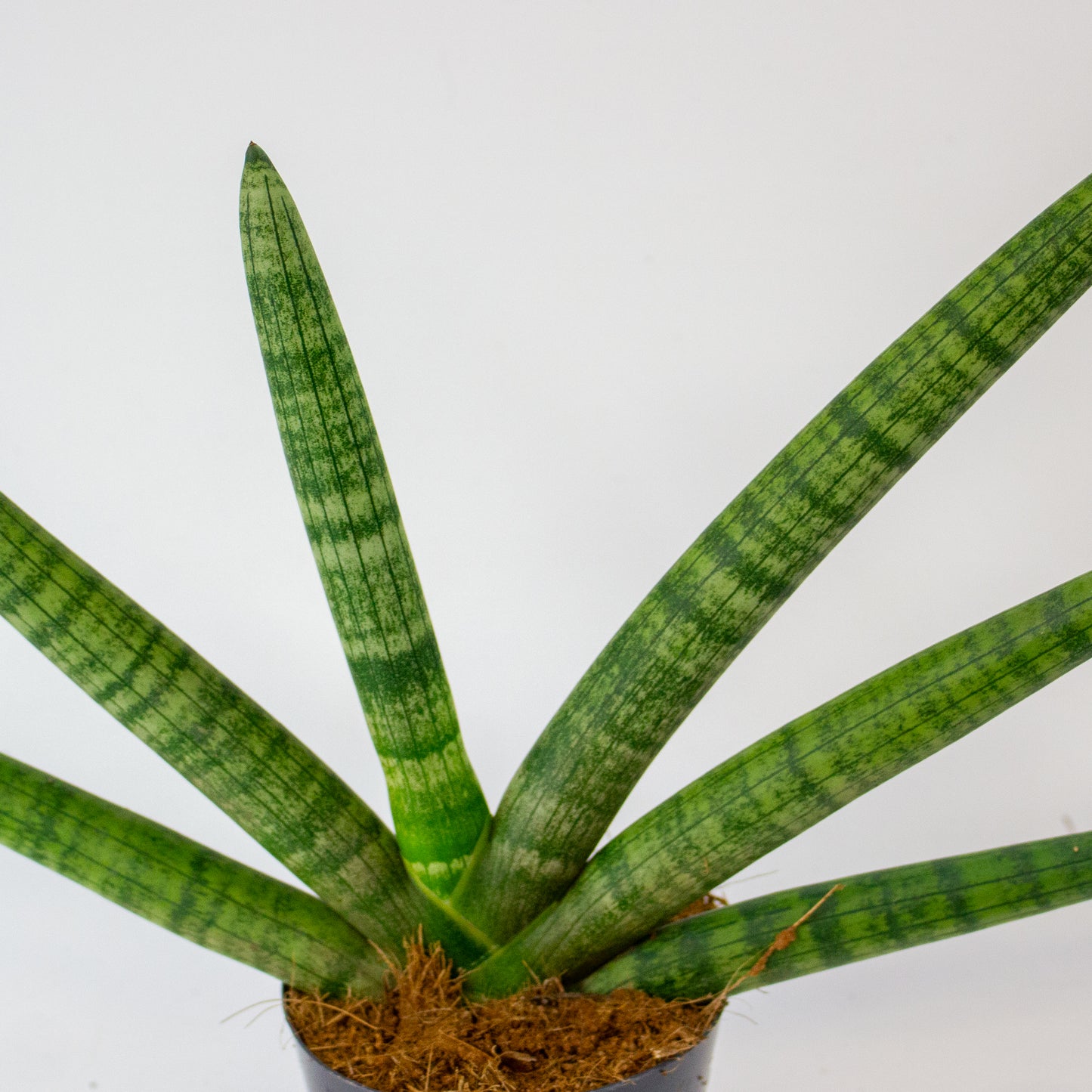 Sansevieria Skyline 10.5cm H25cm