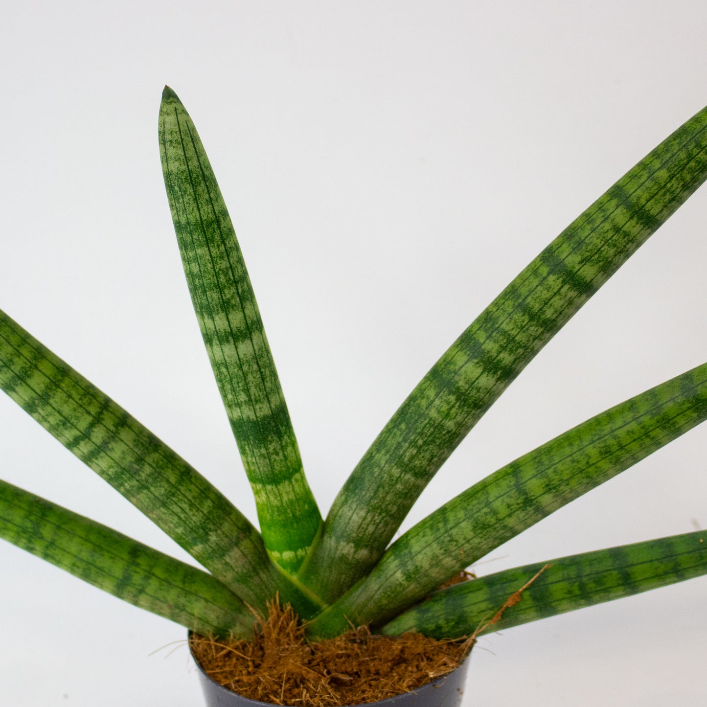 Sansevieria Skyline 10.5cm H25cm