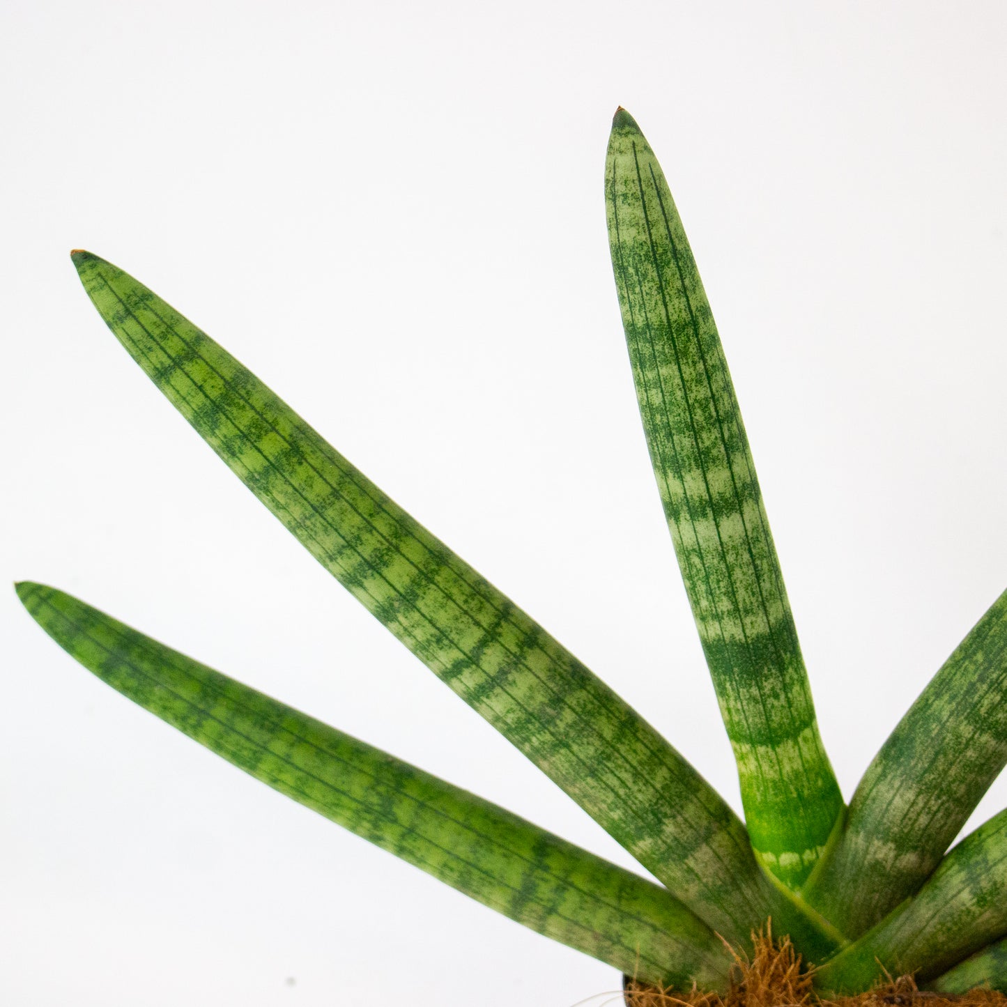 Sansevieria Skyline 10.5cm H25cm