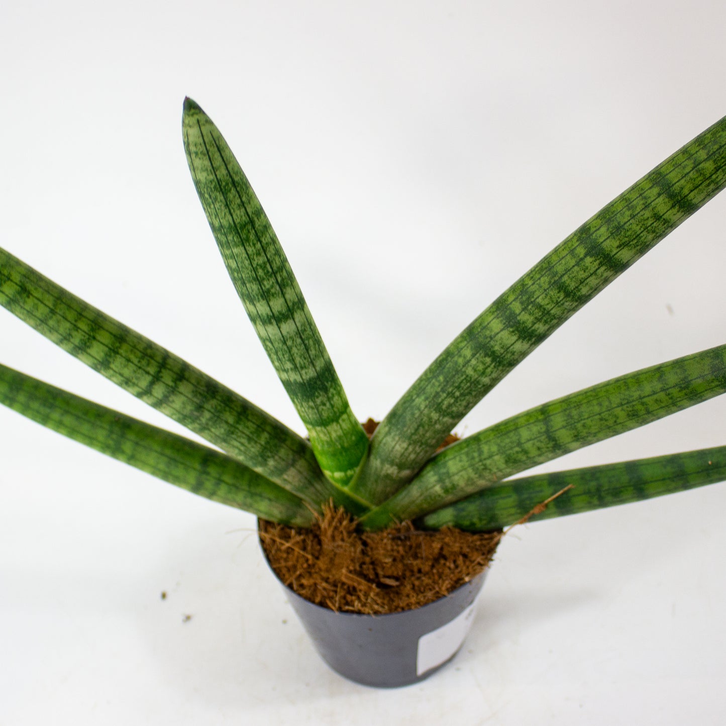 Sansevieria Skyline 10.5cm H25cm