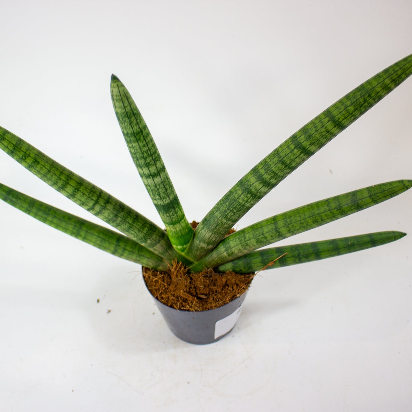 Sansevieria Skyline 10.5cm H25cm