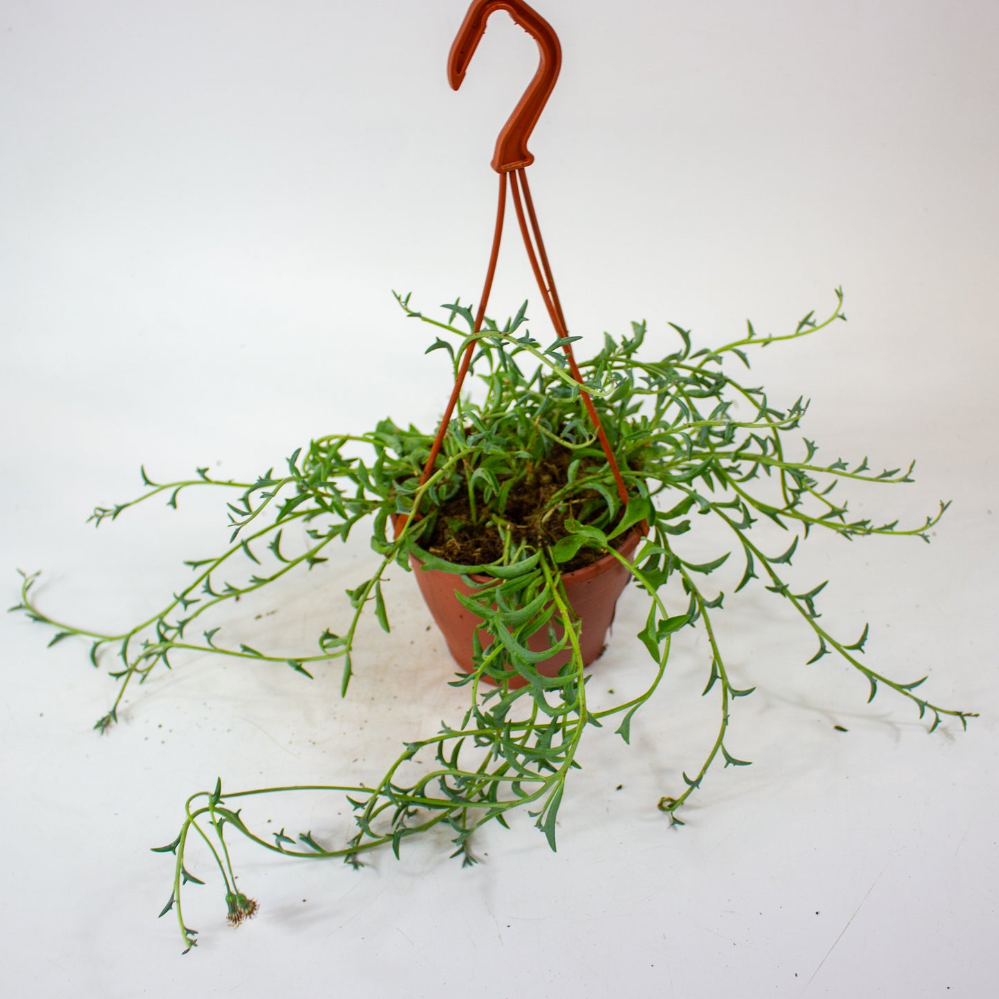 Curio (Senecio) peregrinus 12cm H15cm