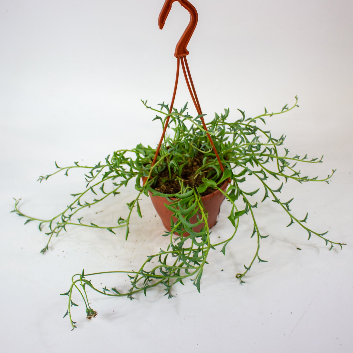 Curio (Senecio) peregrinus 12cm H15cm