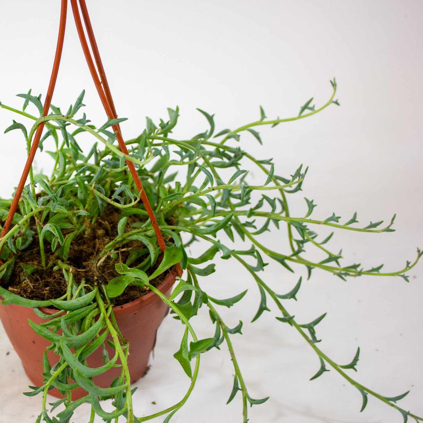 Curio (Senecio) peregrinus 12cm H15cm