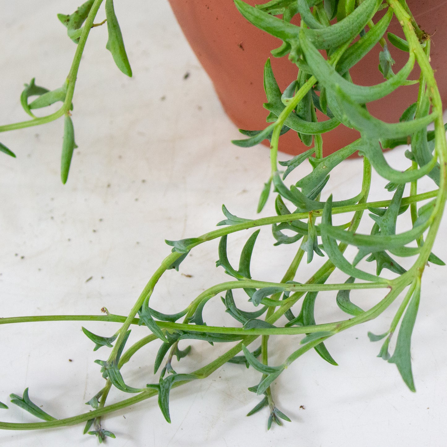 Curio (Senecio) peregrinus 12cm H15cm