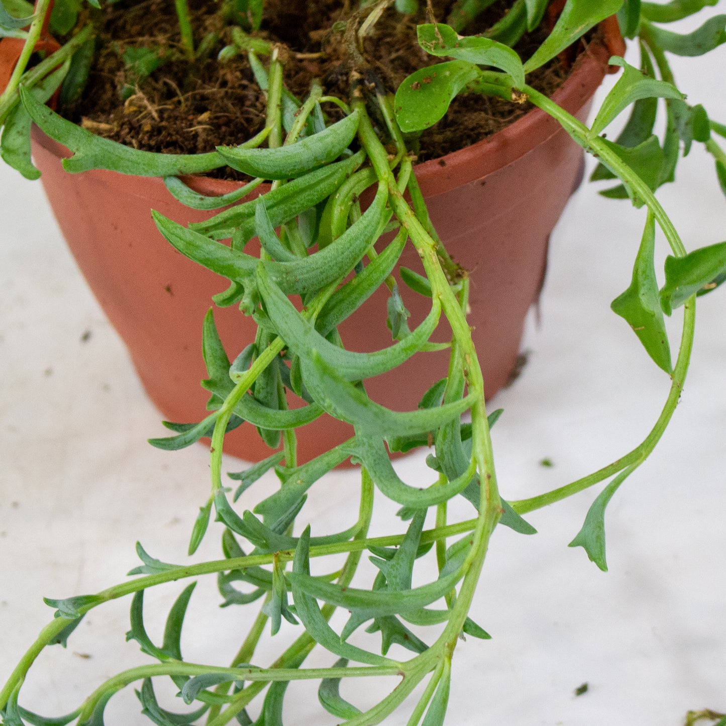 Curio (Senecio) peregrinus 12cm H15cm