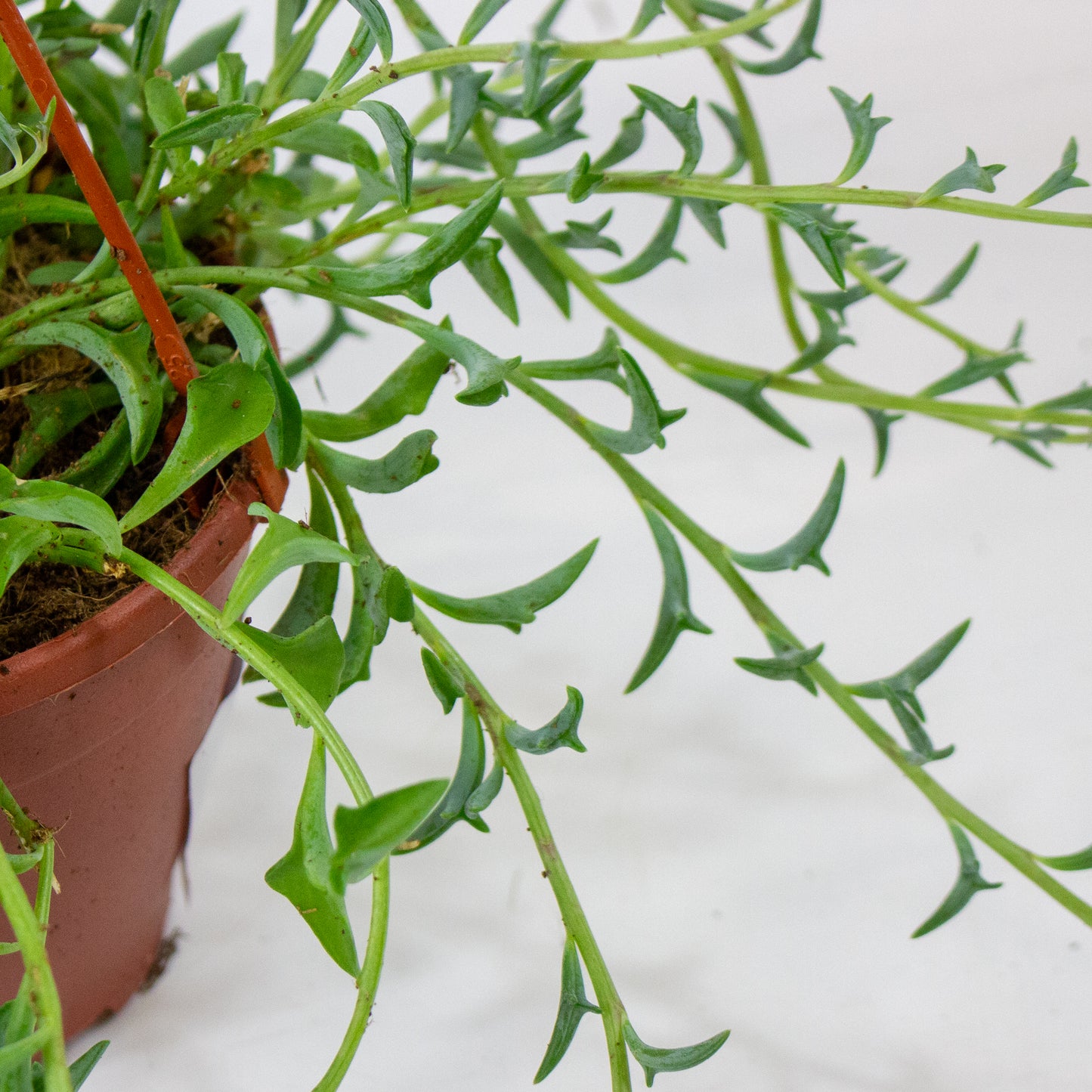 Curio (Senecio) peregrinus 12cm H15cm
