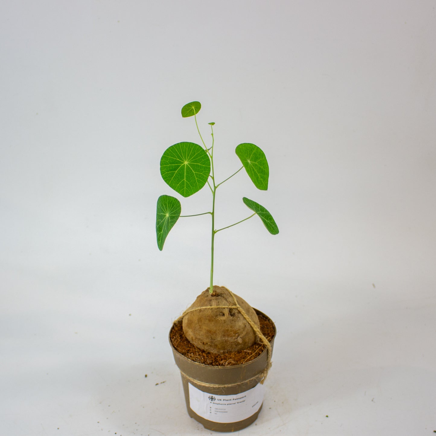Stephania pierrei 'Erecta' 11cm H20cm