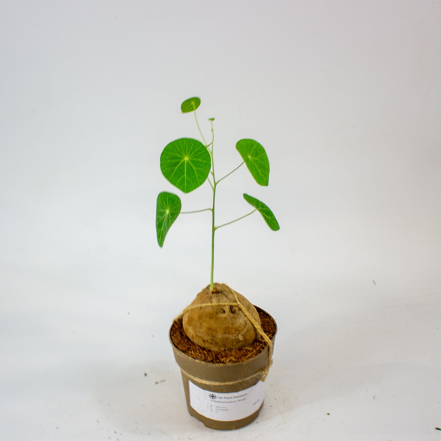 Stephania pierrei 'Erecta' 11cm H20cm