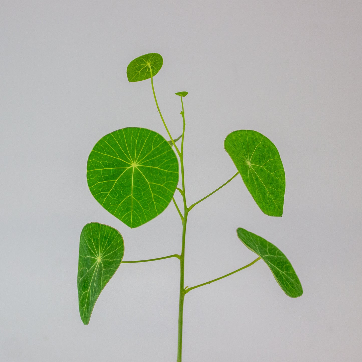 Stephania pierrei 'Erecta' 11cm H20cm