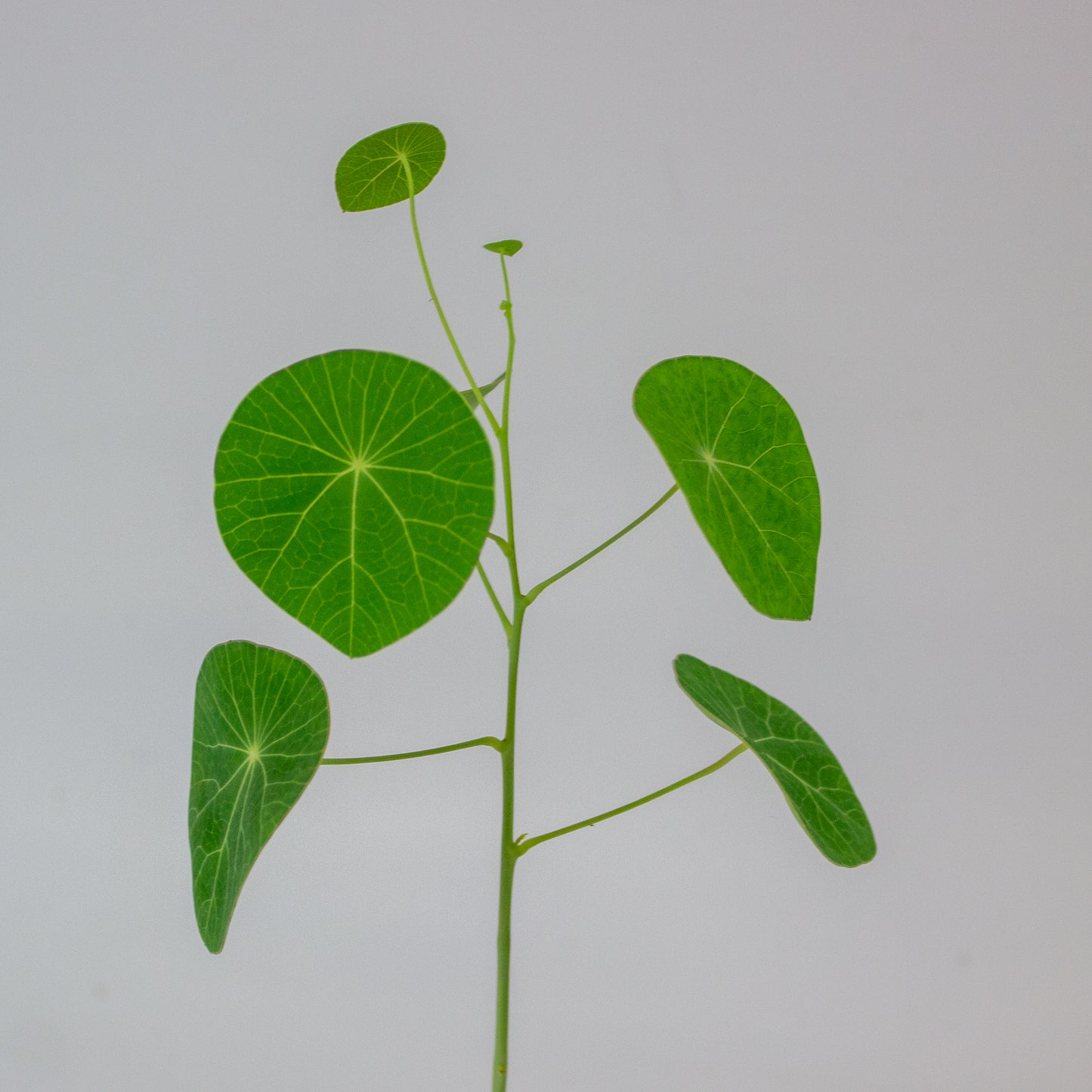Stephania pierrei 'Erecta' 11cm H20cm