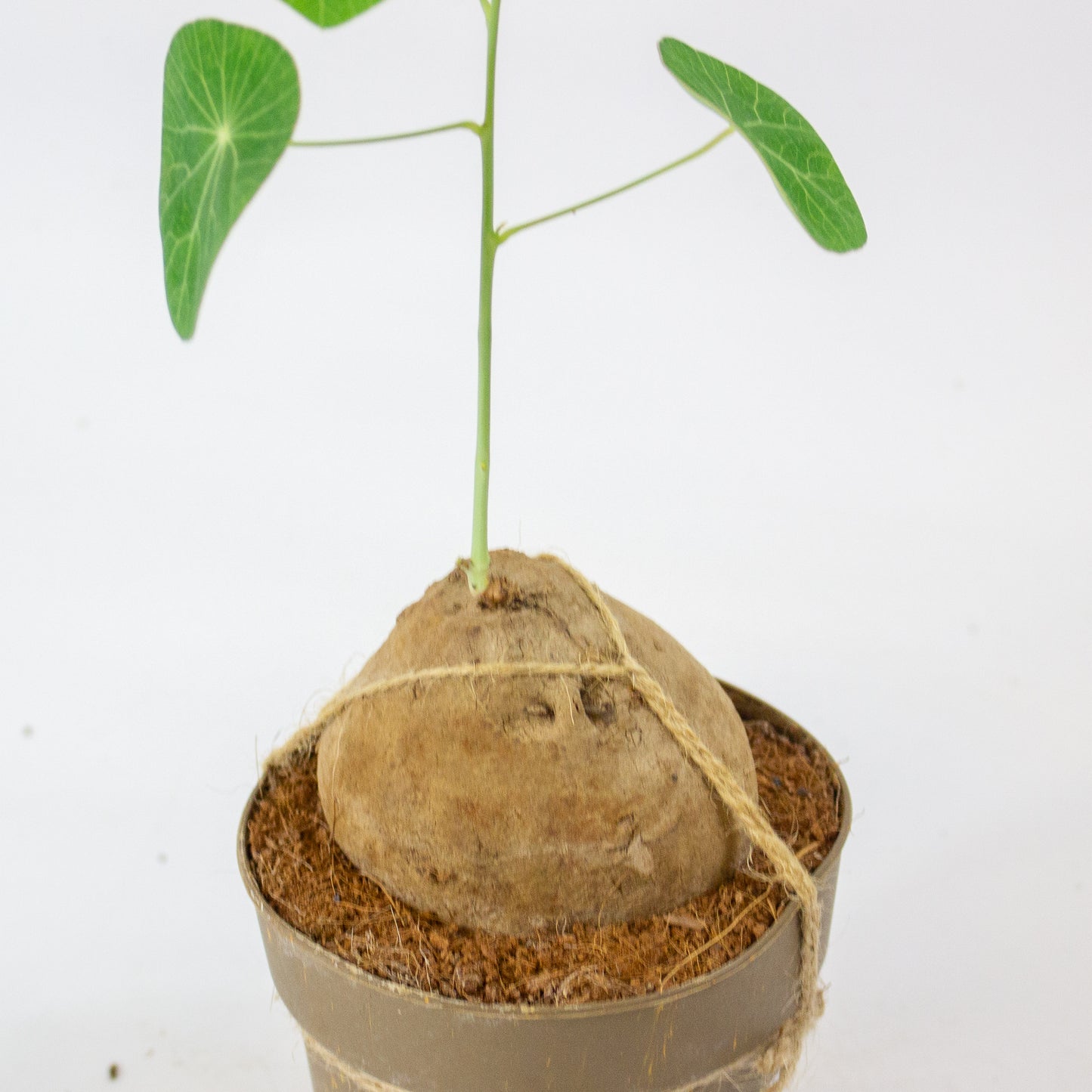 Stephania pierrei 'Erecta' 11cm H20cm