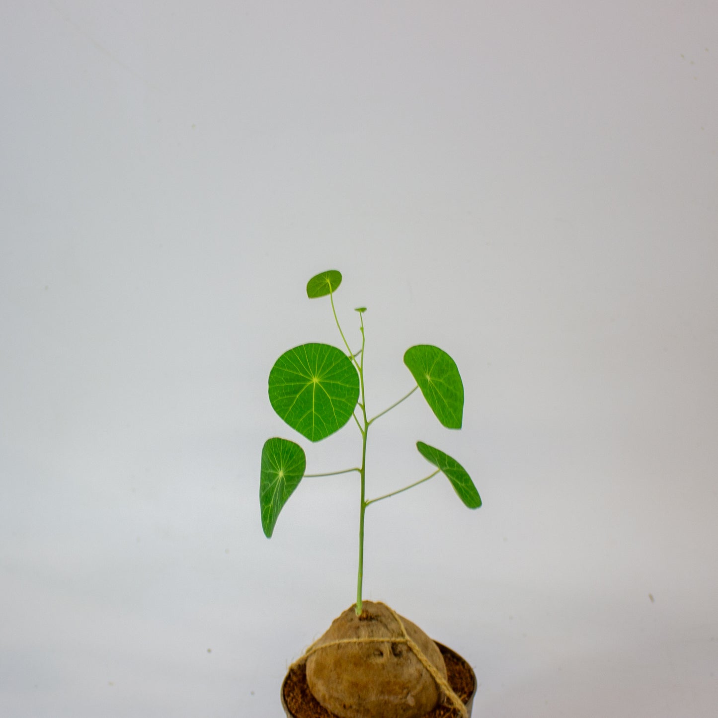 Stephania pierrei 'Erecta' 11cm H20cm