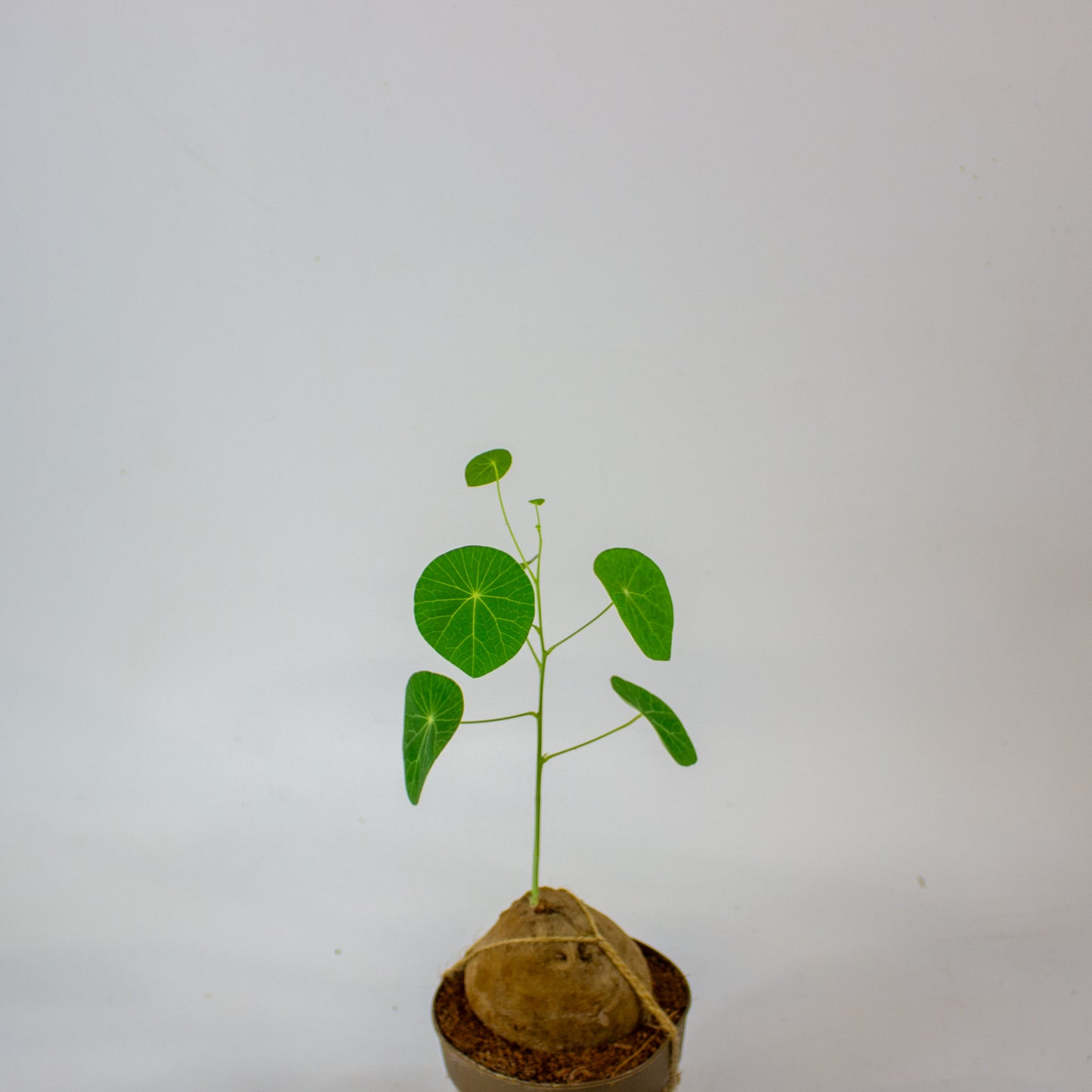 Stephania pierrei 'Erecta' 11cm H20cm