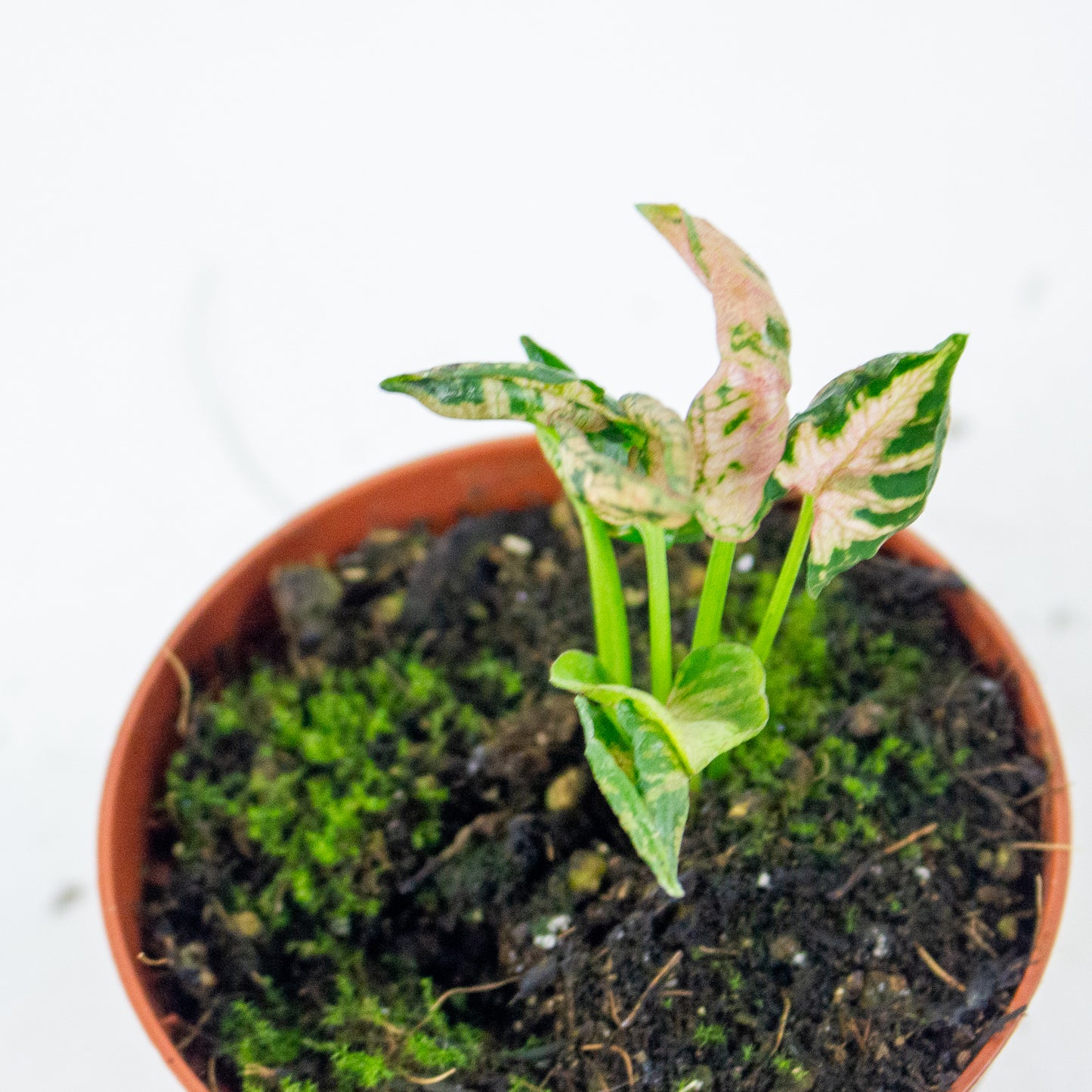 Syngonium Pink Rolli 8cm H10cm