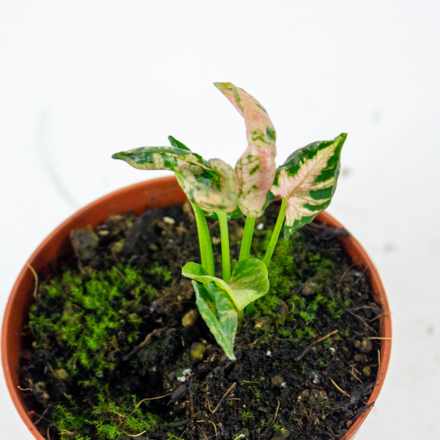 Syngonium Pink Rolli 8cm H10cm