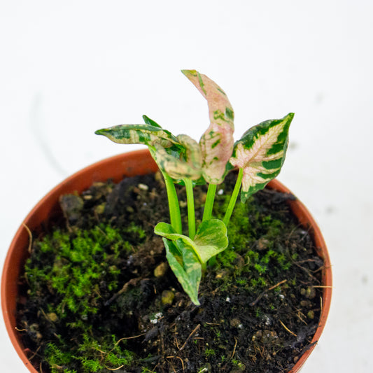 Syngonium Pink Rolli 1