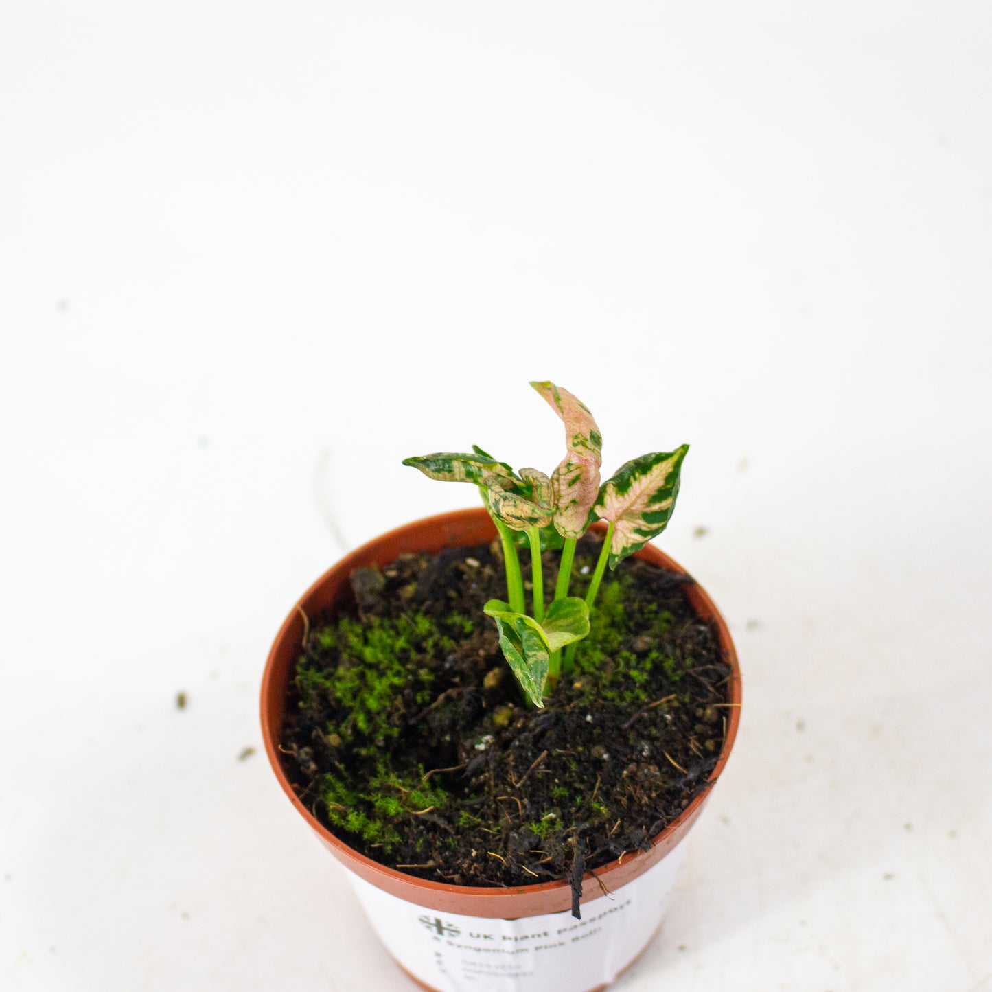 Syngonium Pink Rolli 8cm H10cm
