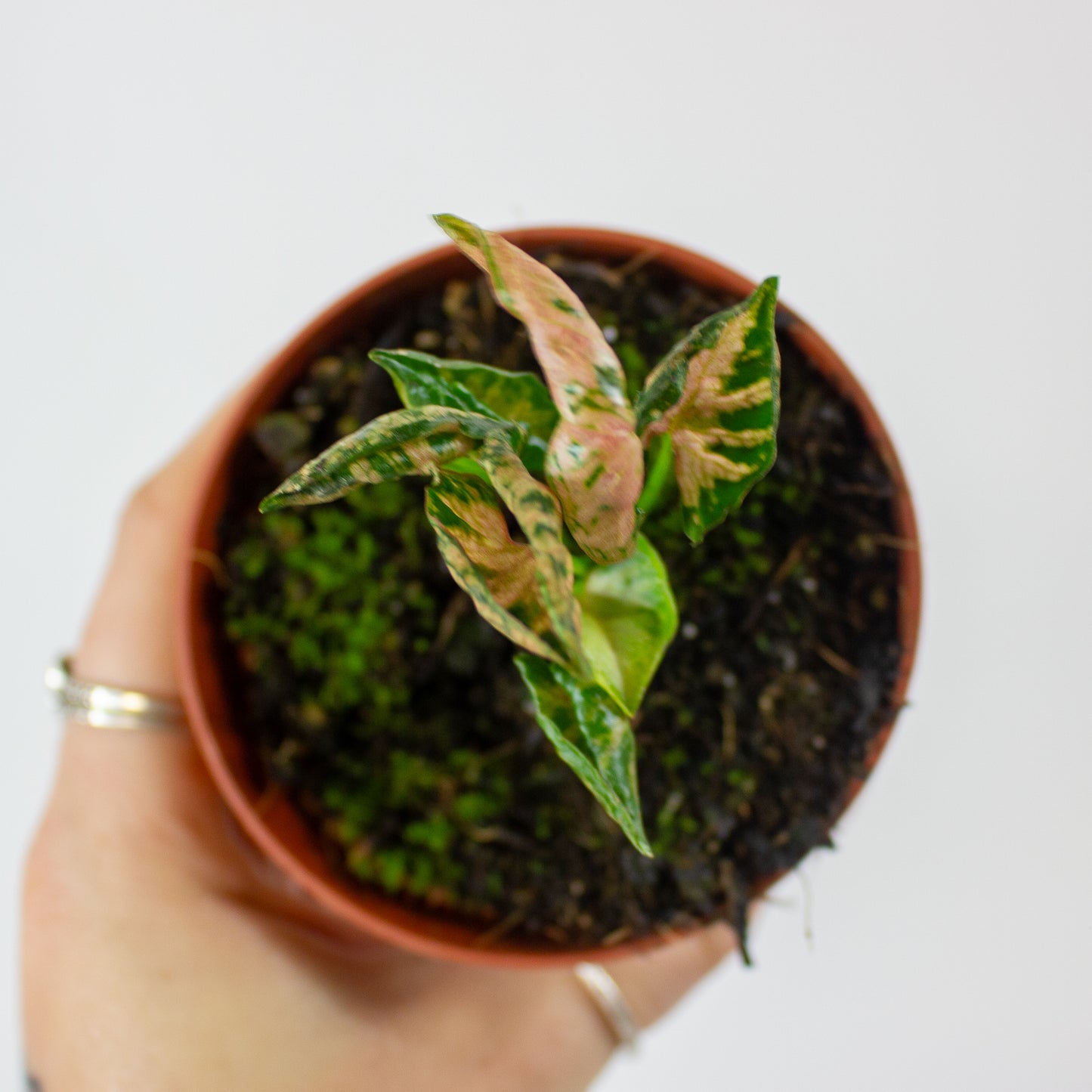 Syngonium Pink Rolli 8cm H10cm