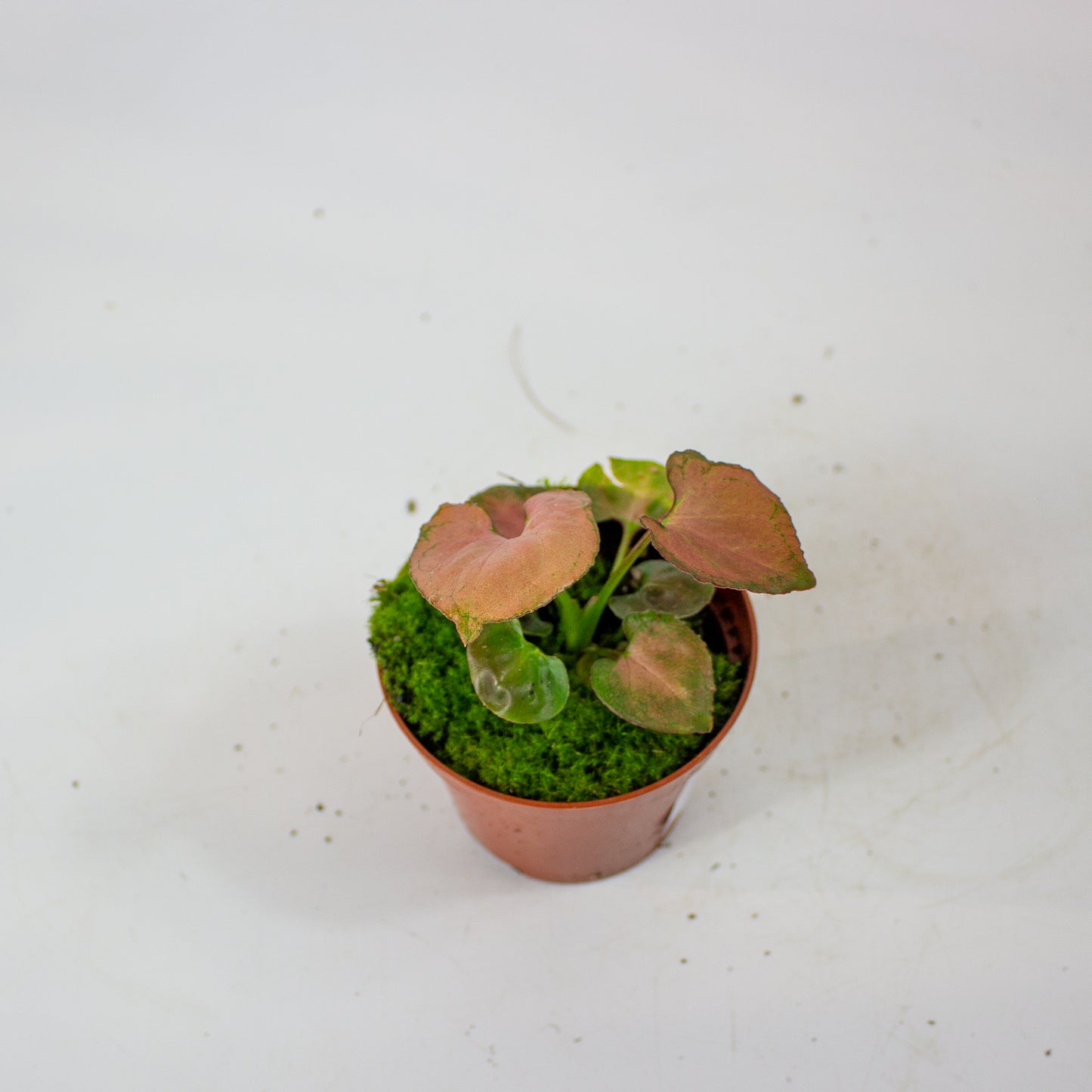 Syngonium Orm Nak 8cm H10cm