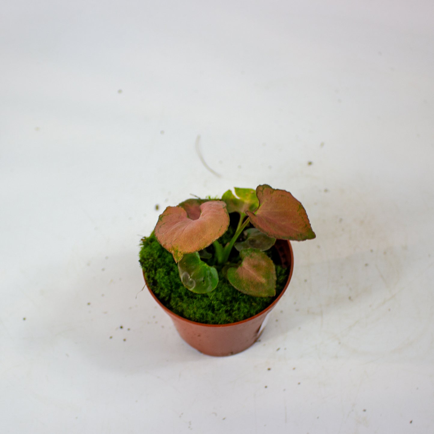 Syngonium Orm Nak 8cm H10cm
