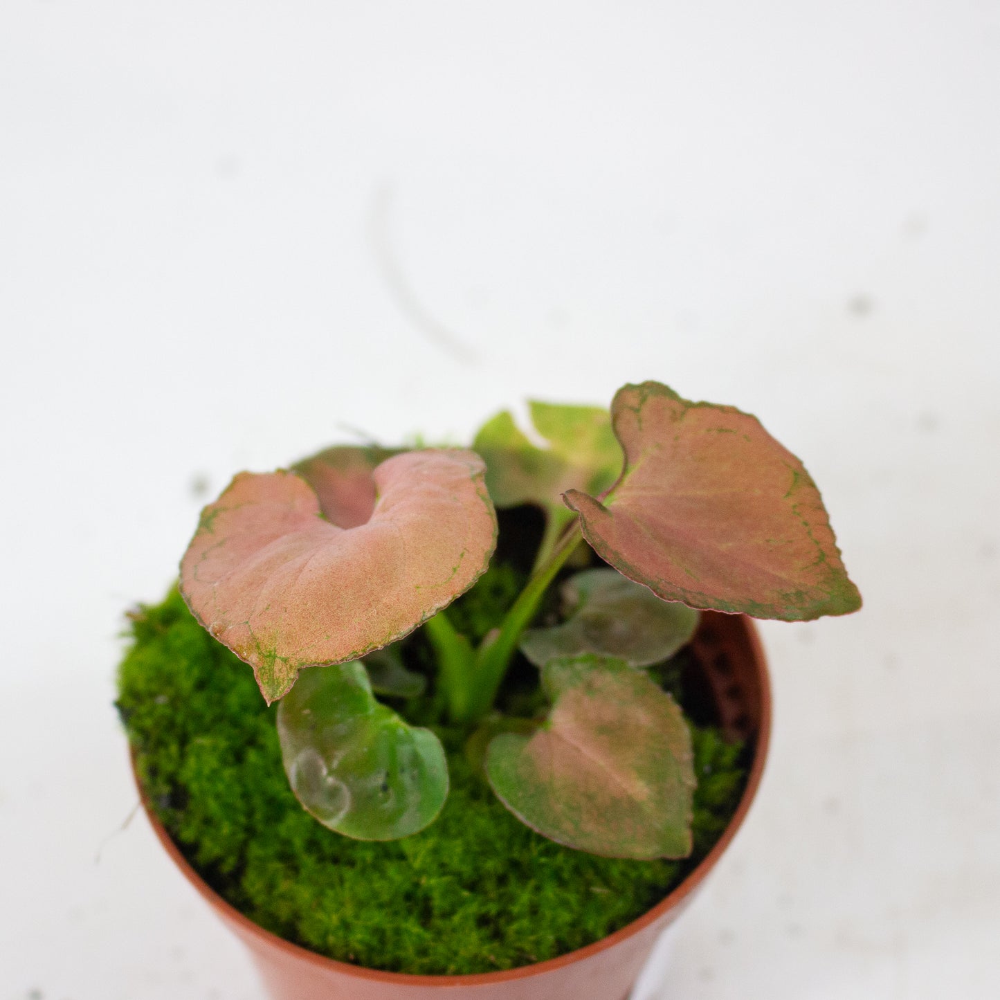 Syngonium Orm Nak 8cm H10cm