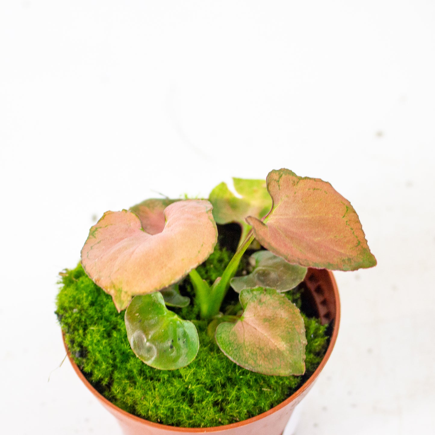 Syngonium Orm Nak 8cm H10cm