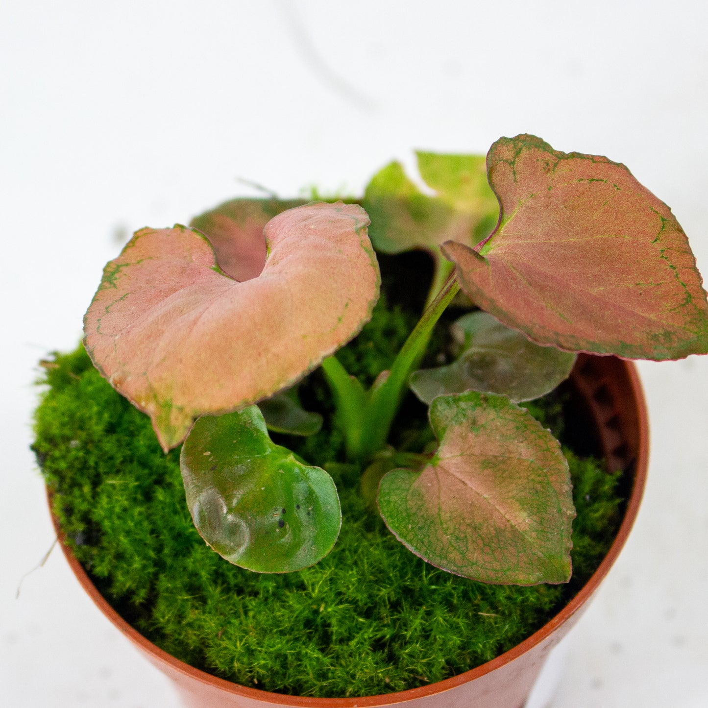 Syngonium Orm Nak 8cm H10cm